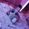 Evento 7